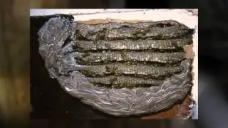 Bee removal in orange county