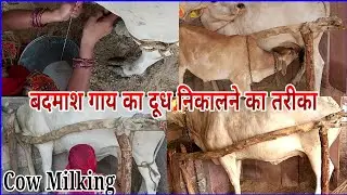 Cow Milking - Cow Milking By Hand बदमाश गाय का दूध निकालने का तरीका । Village Style cow milking।