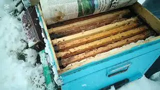 7 ianuarie 2026  Verific stupii dărâmati de greutatea zăpezii.