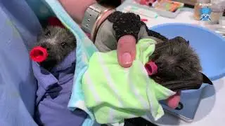 Mega Memory Lane:  Lots of baby batties and extras
