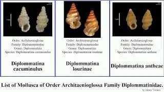 List of Mollusca of Order Architaenioglossa Family Diplommatinidae. diancta opisthostoma antenna