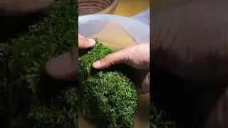 Preparing, cleaning and storing Sheet Moss for terrarium builds