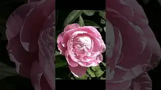 Plant PINK FLOWERING PLANTS! They POP!!