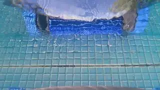Dolphin S250
