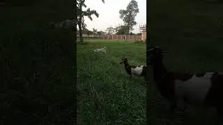 #goat #sound #village #goats #nature #love #vlog