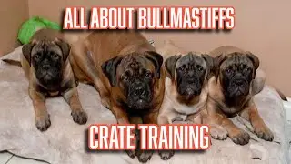 The benefits of crate training your Bullmastiff