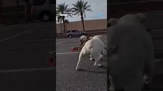 Check out this dog's moves on a skateboard