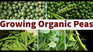 How To Grow Organic Peas