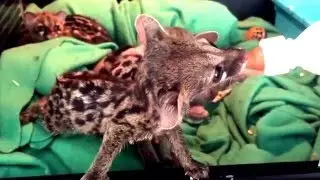 Jonge genetkat aan het drinken bij Welle Diertotaal young Genet pet drinking from bottle