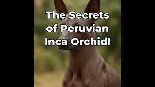 The Secrets of #Peruvian Inca Orchid! #shorts #trivia #animals #secrets #english
