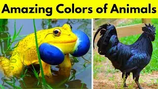 Amazing Animals Born With Unexpected Colors 😮 |  Happye Vines