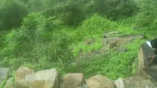 Pahargarh ke pass Ghana jungle | #forest #greenary #rain 