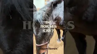 Do horses cry? #happyhorses #shorts