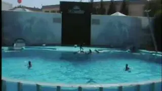 GOLFINHOS
