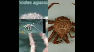 NEW! (Neolithodes Agassizii Vs all king crabs)