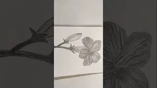 how to draw flower 🌺 || flower drawing step by step || flower drawing pencil #drawingbirds #shorts
