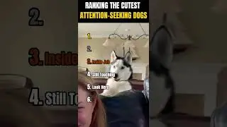 Ranking The Cutest Attention Seeking Dogs 🐶❤️😂