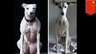 Genetically modified dogs: Chinese scientists use CRISPR to create muscly freaks - TomoNews