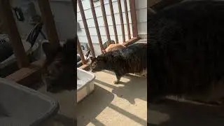How To Train An Indoor Cat To Be Outside! #cat #training #outside