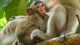 Thanks mom for full milk! Baby get full milk and warm hug from mom by sweet act