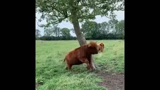 Funny cow watch till the end 😂🤣💯 #fails #funny #memes #underrated #fail