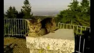Nebelstein mit Katze