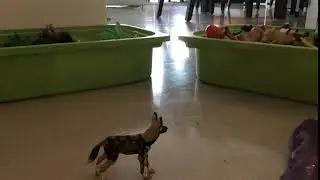Leopard Vs African Wild Dog