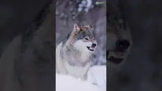 🐺 5 этапов становления альфа-самцом волка 🐺