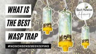 Best Wasp Trap For Beekeepers - Kill Wasps Without Harming Honey Bees