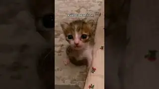 cats getting shorter 🤏