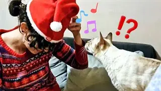 Cat confused by singing and dancing Santa hat!