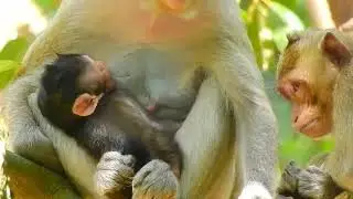 🔴Live: Little Monkey After Falling...------O.M.G!! Comfortable time to get milk is too short.