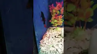 😱Red Tailed Shark and Rainbow Shark Breeding pair in the tank! #ytviral #renbow #shark #aquarium #yt