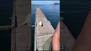 Uratował foczkę przed rekinem! 😮
