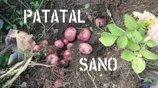 💩 Abonado EXTRA + 👀 Control de plagas y enfermedades típicas de la PATATA 🌿🥔 #LdN #agriCULTURA