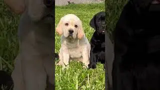 #breeding #puppy #dog #petshub #labrador #labradorretriever #youtubeshorts #pets #shortvideos#love
