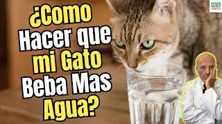 🐱💧 ¿CÓMO HACER QUE MI GATO BEBA MÁS AGUA? 🚰😺