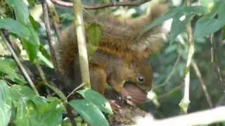 Ardilla roe una nuez en Lipeo, Parque Nacional Barit&uacute;