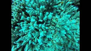 dive safari 2014. egypt. far south
