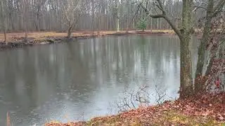 Albino deer on my property in New Jersey 