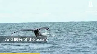 One million species about to disappear