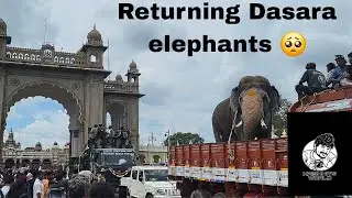 Returning dasara elephants 2025/miss u guys😖🥺 mysuru dasara /Kannada 