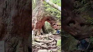 屋久島・九州百名山・観光・地魚グルメ・滝、他