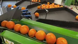 Sortowanie pomarańczy (sortownica Green sort)