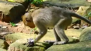 Janet start reuse her two hands to walk again, Update monkey Janet hand today | Angkor Nature