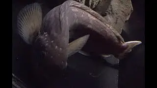 ボウズギンポ　Bouzuginnpo, Prowfish Zaprora silenus