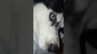 🤣ЧТО то на   Хасячьем🐺🤣#247