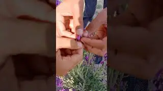 Difference between single or double stock flower plant.