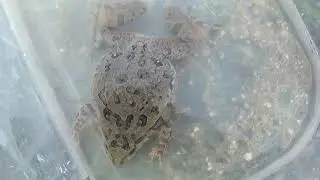 Sapillo pintojo (Discoglossus galganoi). Una joya de nuestra herpetofauna. GONZALO.