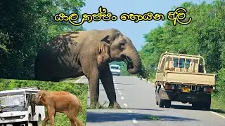 kataragama buthtala road block #emotional #willife